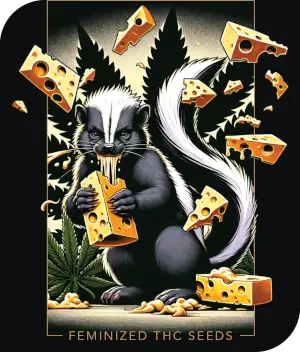 Cheese M