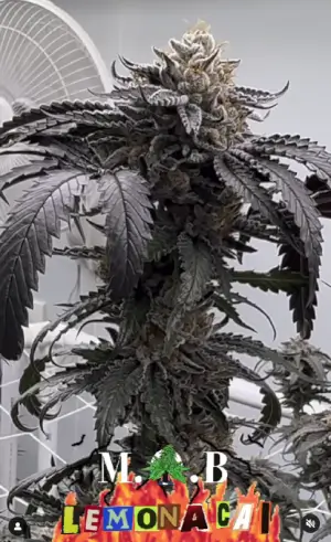 Lemon Acai
