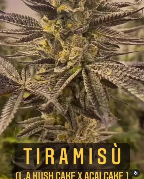 Tiramisu