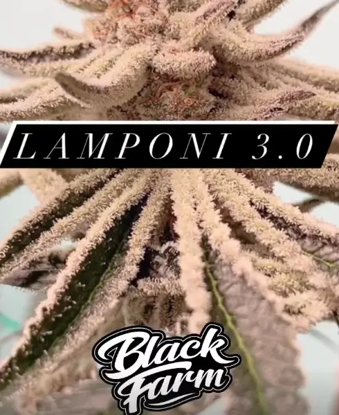 Lamponi 3.0