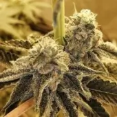 Tropicanna Glue