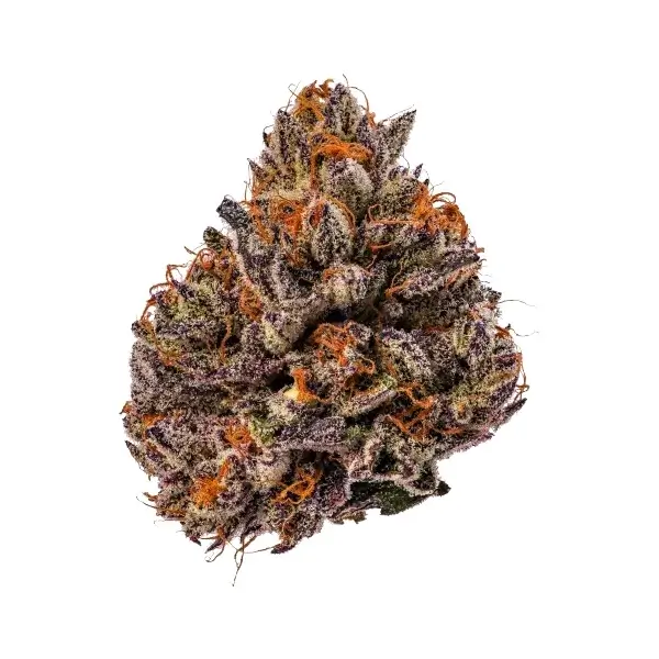 Triploid F1 Tropicana Cherry