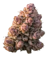 Gello Z Autoflower