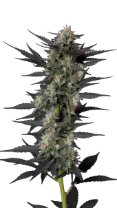 Gello Z Autoflower