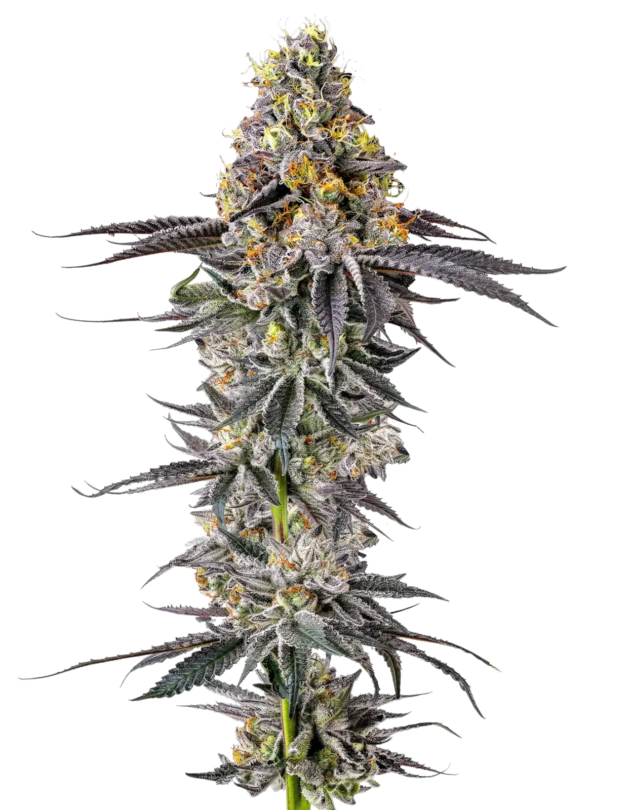 Lobster Butter Auto