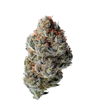 Toad Poison Autoflower