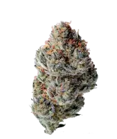 Toad Poison Autoflower