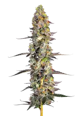 Unicorn Wagyu Autoflower