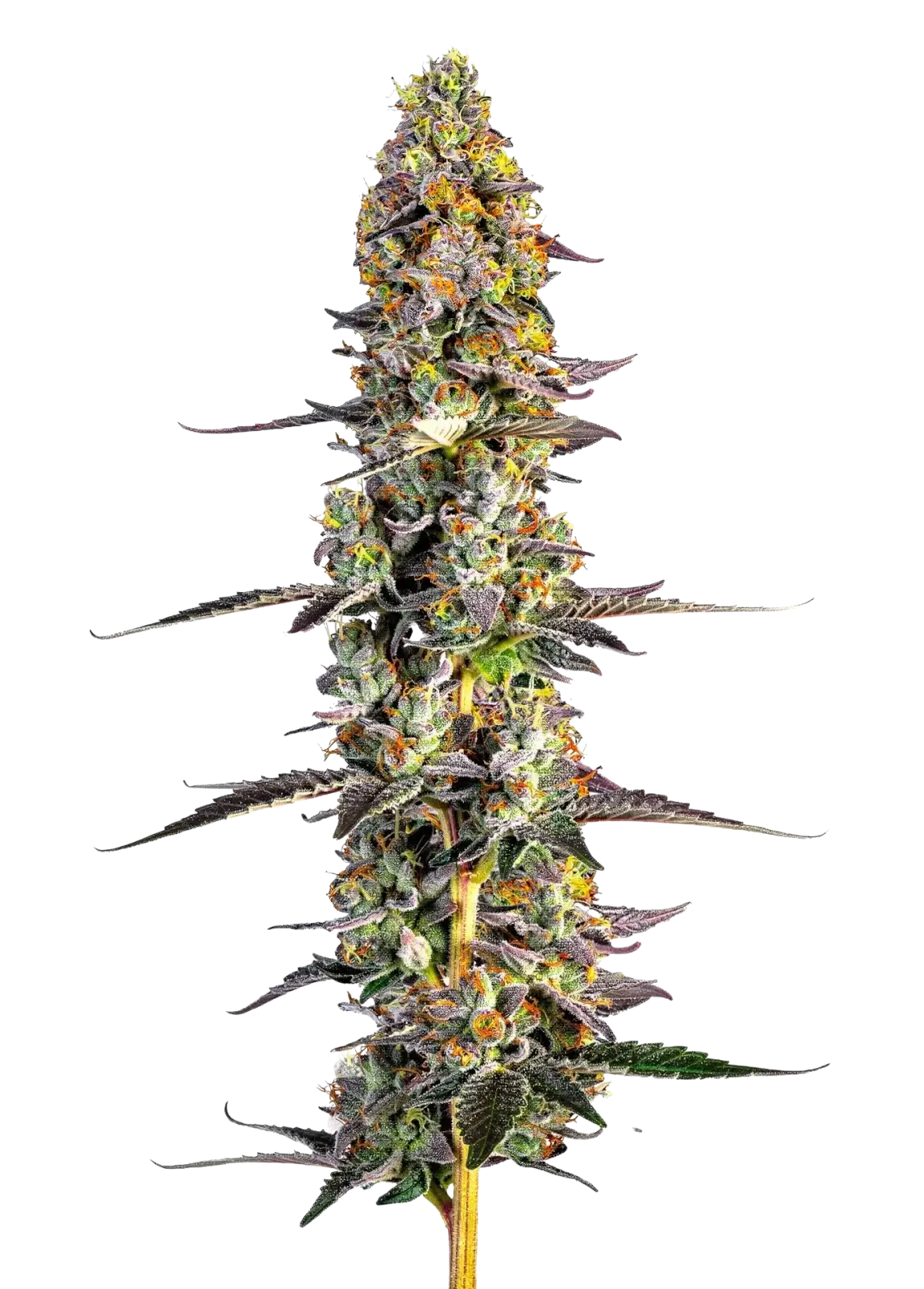 Unicorn Wagyu Auto