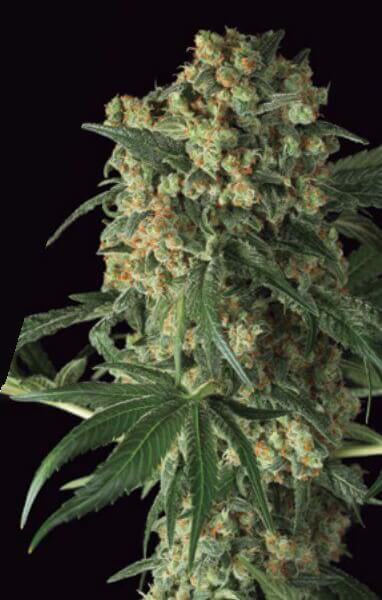 Big Kush
