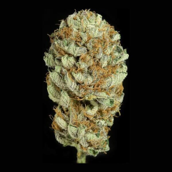 Blue Kush