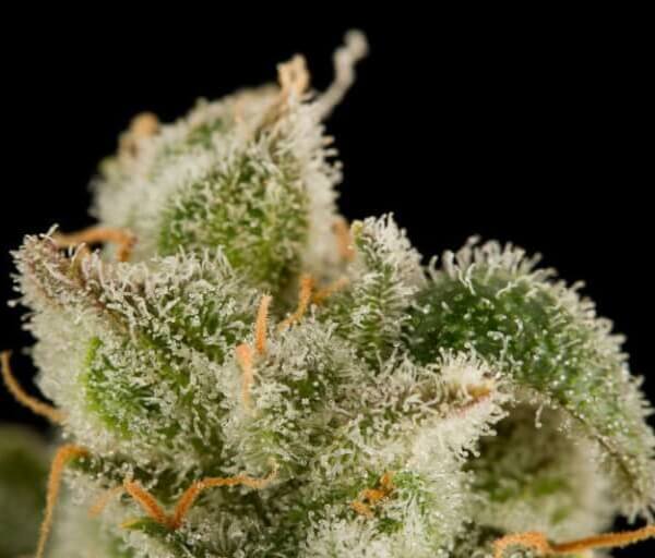 Blue Thai