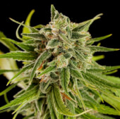 Sweet Deep Grapefruit