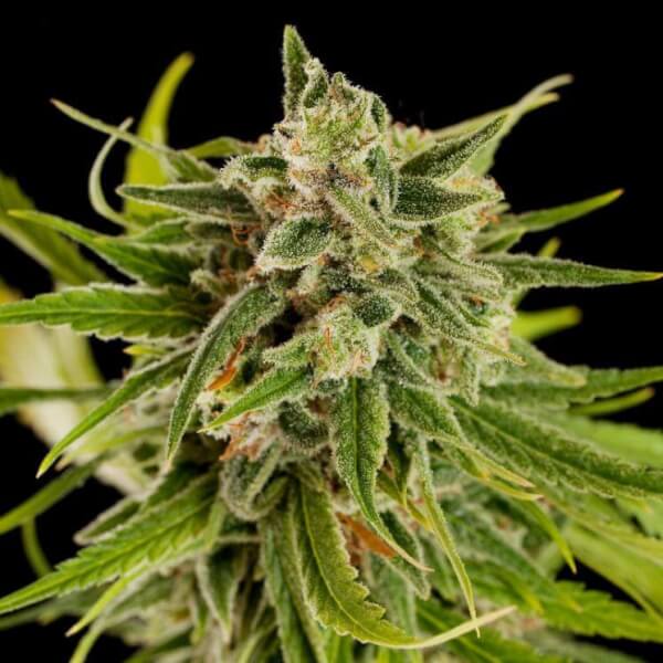 Sweet Deep Grapefruit