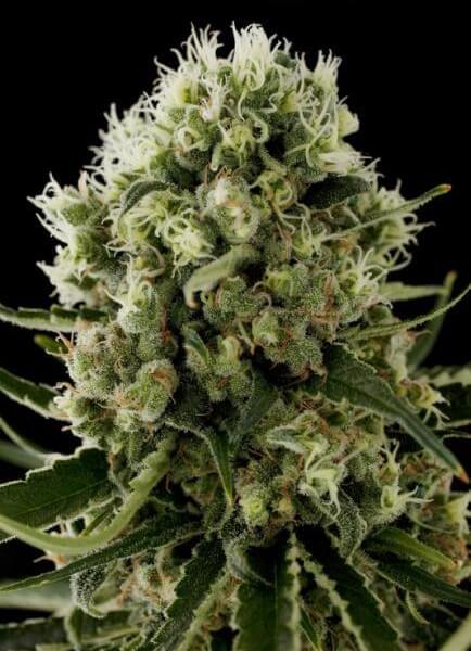 Critical Jack
