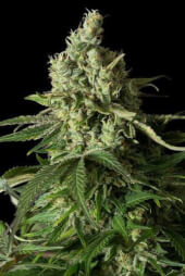 Moby Dick CBD