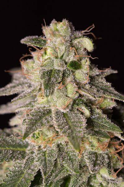 Shark Shock CBD