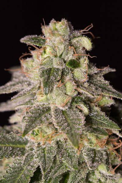 Shark Shock CBD