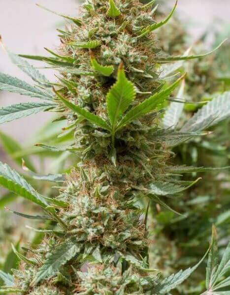 Strawberry Amnesia