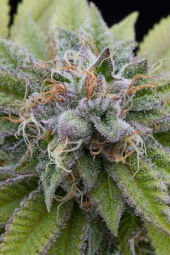 Bubba Kush Auto