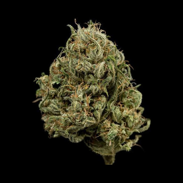 Cheese XXL Auto