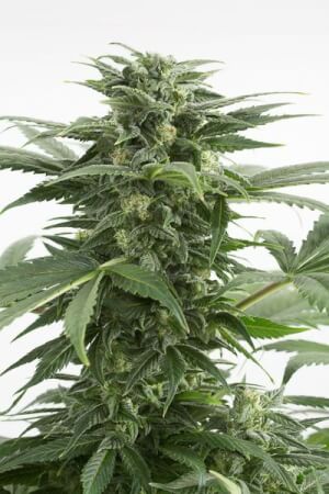 Haze XXL Auto