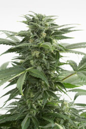 Haze XXL Auto