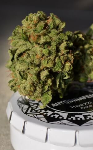 Haze XXL Auto