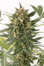 Kush 'N' Cheese Auto