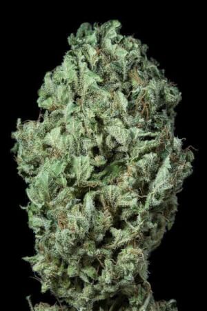 Sour Diesel Auto
