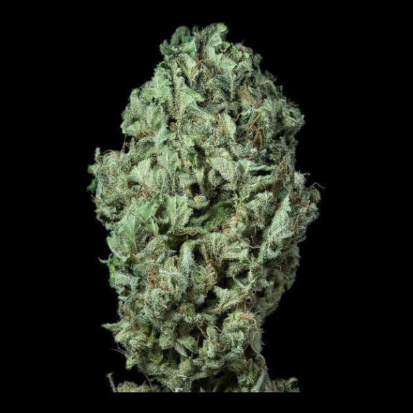 Sour Diesel Auto