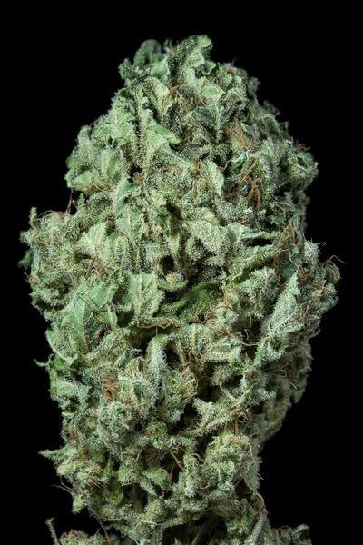 Sour Diesel Auto