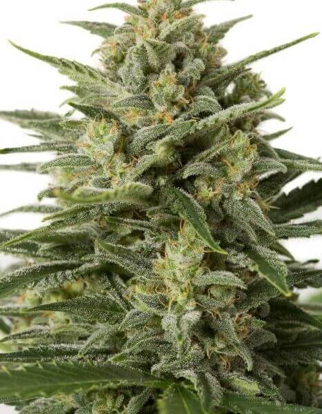 White Widow XXL Auto