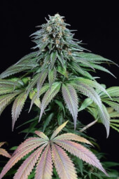 Purple Moby Dick