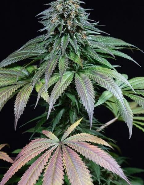 Purple Moby Dick