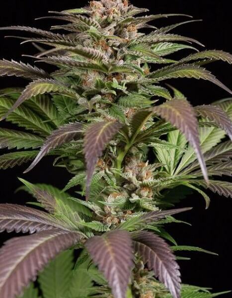 Purps #1