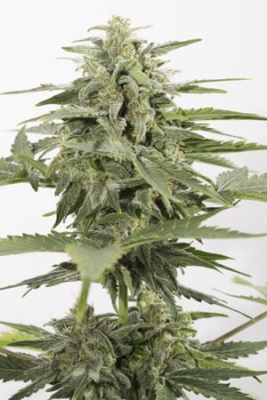 Industrial Plant Auto CBD