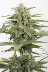 Industrial Plant Auto CBD