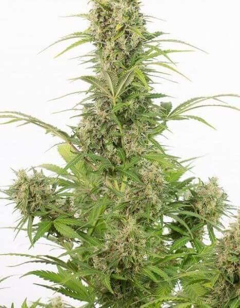 White Widow Auto CBD