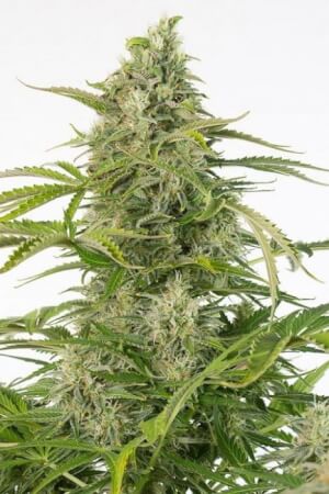 Cheese Auto CBD