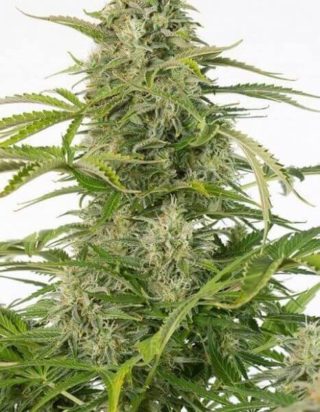 Cheese Auto CBD