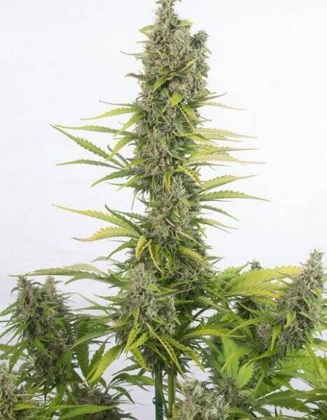 Amnesia Auto CBD