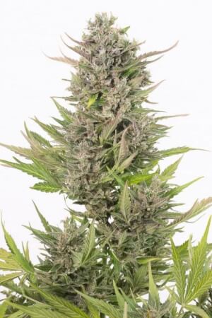 Critical Auto CBD