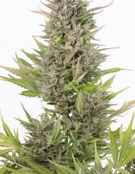Critical Auto CBD