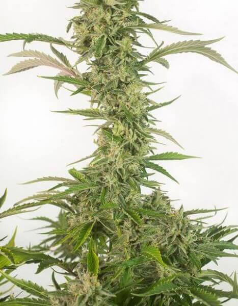 OG Kush Auto CBD