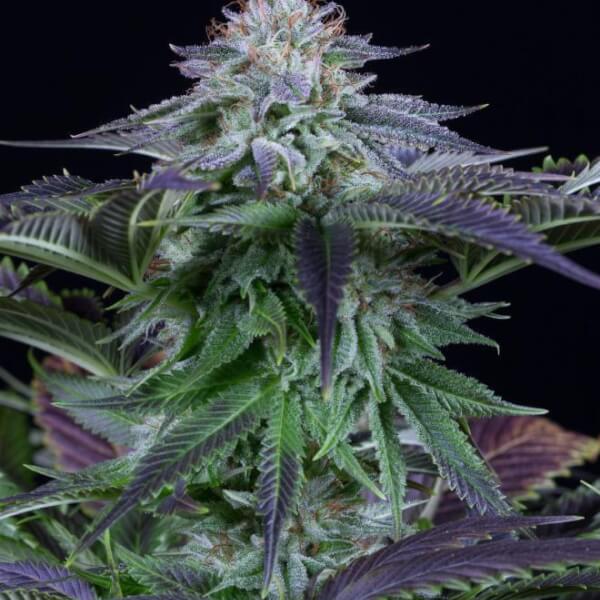 Dinamed Kush CBD Auto