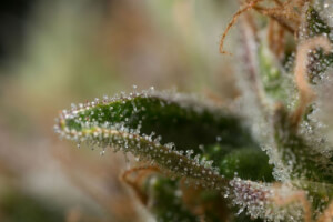 Dinamed CBD Plus