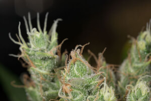 Dinamed CBD Plus