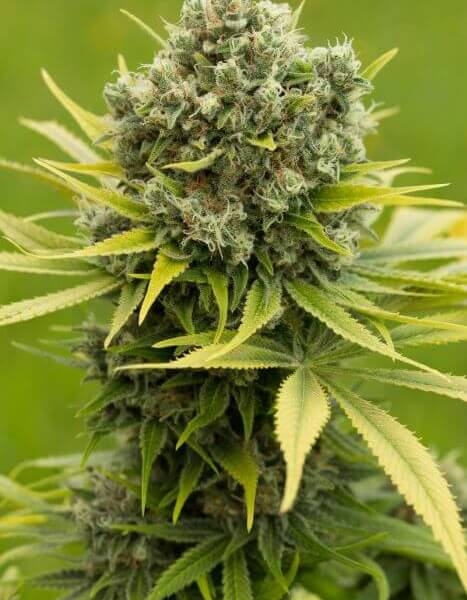 Dinamed CBD Plus