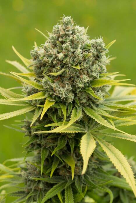 Dinamed CBD+